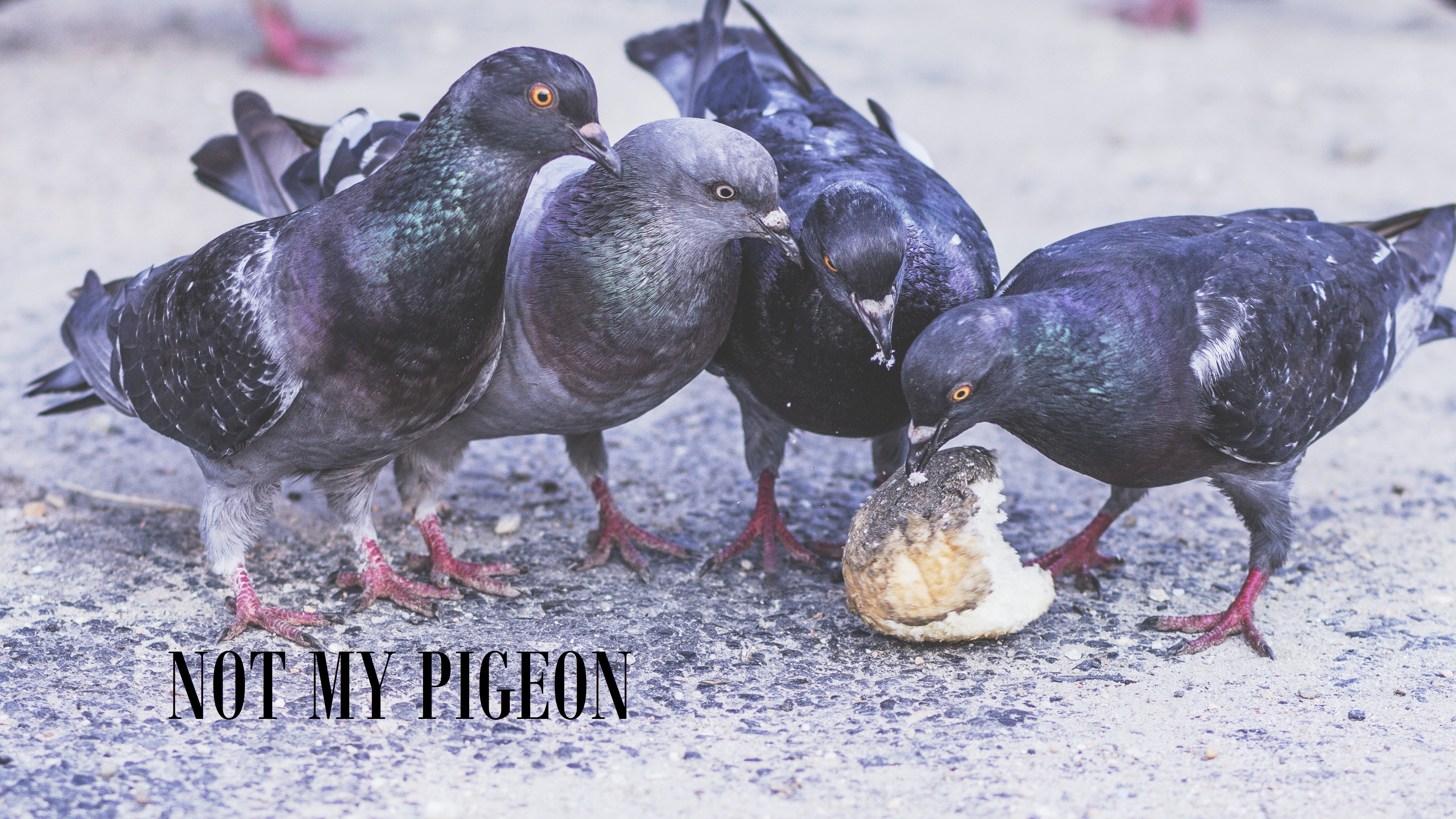 Not my pigeon